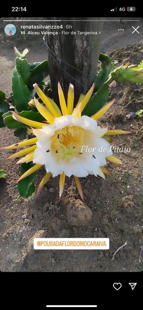 Pousada Flor Do Rio Караіва Екстер'єр фото